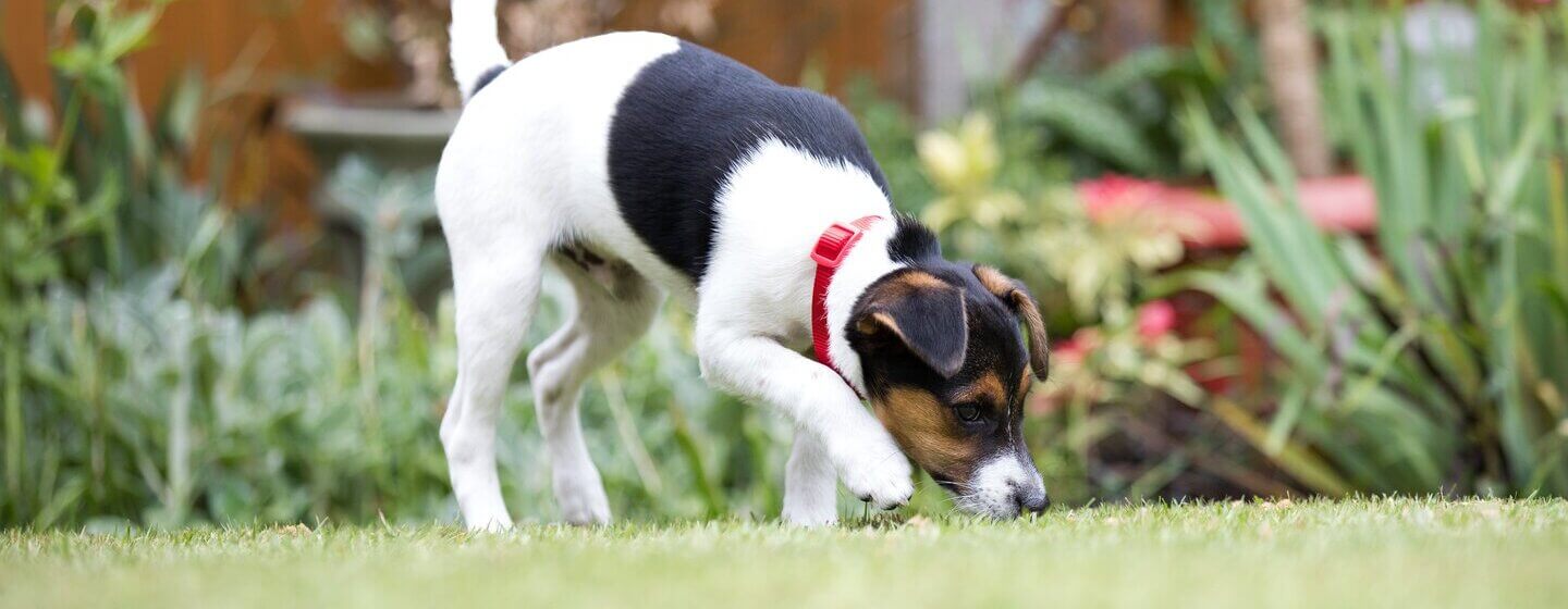 How to Stop a Dog Digging Purina New Zealand